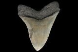Serrated, Fossil Megalodon Tooth - Glossy Enamel #92898-1